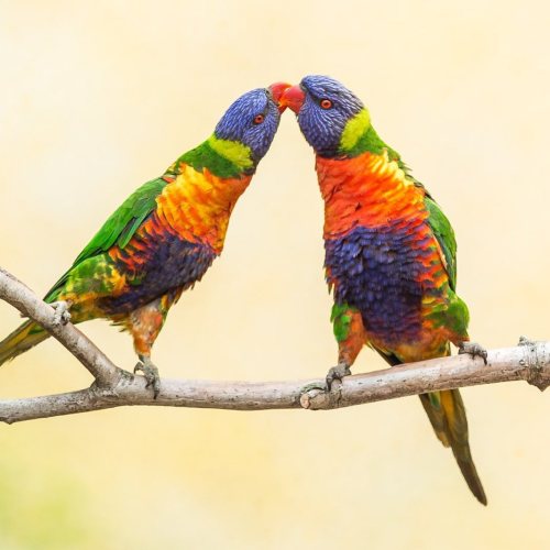 trashzy: Rainbow Lorikeet