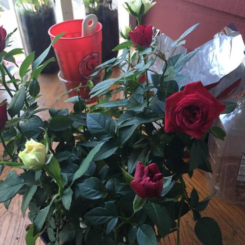 Pretty mini roses I got for Chris. #thegothhousewife