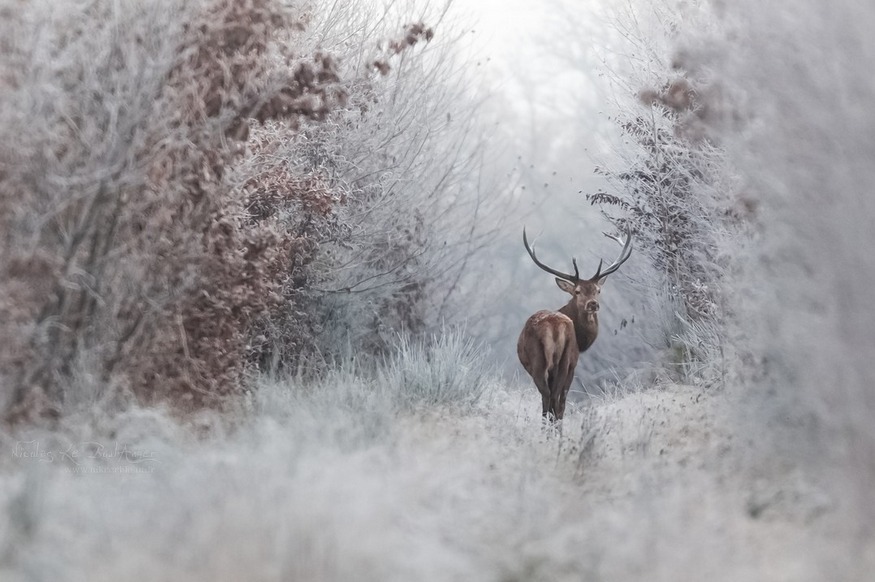 megarah-moon:“Faerie Winter” by Nicolas Le Boulanger  