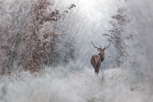 megarah-moon:“Faerie Winter” by Nicolas Le Boulanger