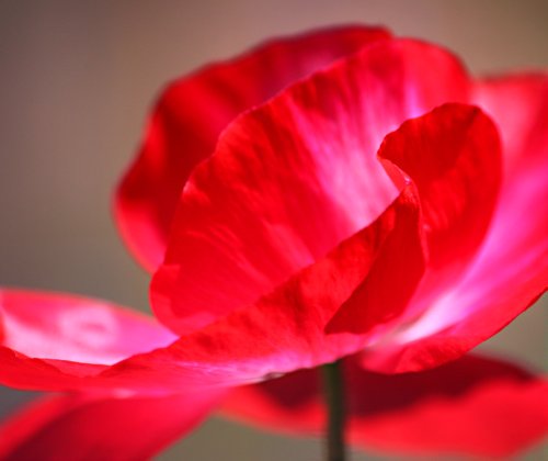 red flower