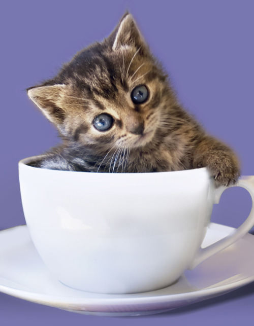 moonlettuce:For anyone who needs it, have some kittens in cups.this cup is so tiny