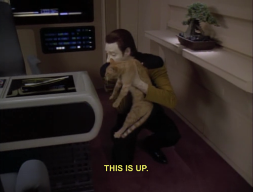 heatherbat:  busterkuri:  raptorific:  can’t this show just be nothing but data training cats  If somebody made a cartoon or comic where that was the premise, I would watch the shit out of it.  yesssssssss 