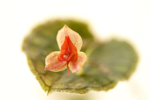 Lepanthes pretiosa Luer &amp; Hirtz 