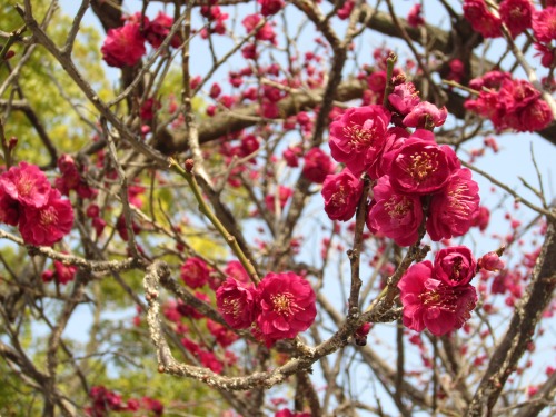 Plum blossoms 