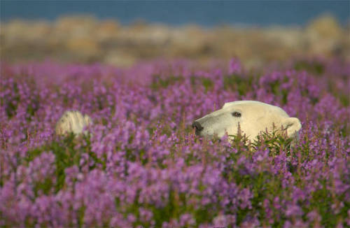 landscape-photo-graphy:  Adorable Polar Bear Plays in Flower Fields Canadian photographer Dennis Fast took advantage of his stay at the Canadian lodge Churchill Wild in Manitoba to capture this rare sight. Popularly known for its proximity to polar