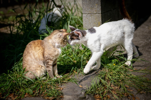 気ままな日常