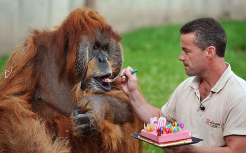 awesome-picz: Pets Having Better Birthday Parties Than You.