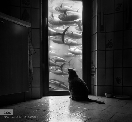 morethanphotography:  Dream Big by Petricor_Photography