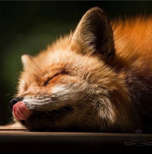 everythingfox - Sleepy mlem