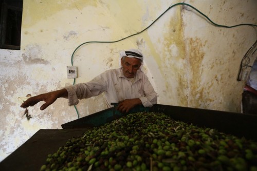 sniper-at-the-gates-of-heaven: pictures of olive harvest season, from mid-october to early november,