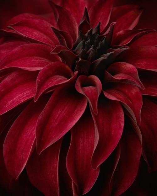 fleursmasculines:Torildartistes.com