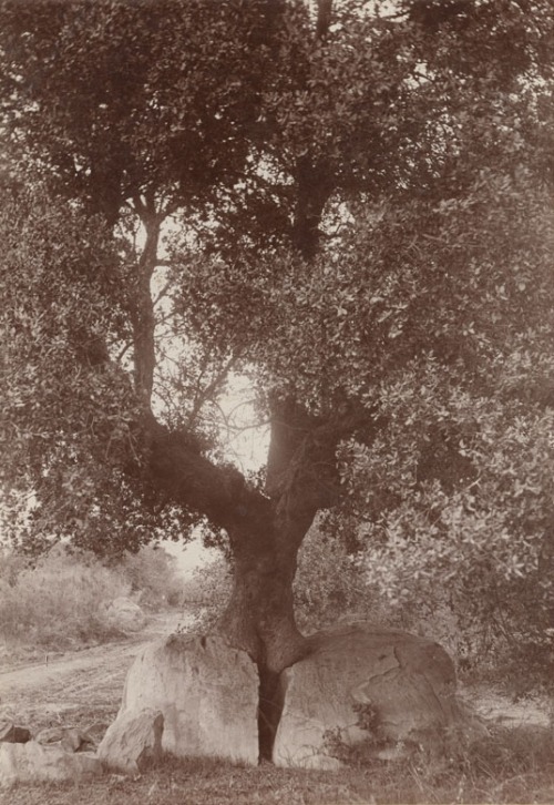 dame-de-pique:N. H. Reed - Tree growing in a rock, 1890s