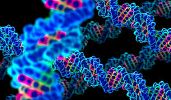 

New technology helps reveal inner workings of human genome  

