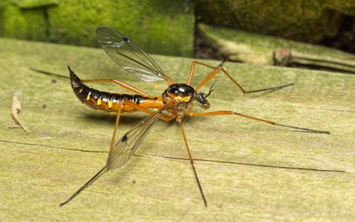 onenicebugperday:Giant wasp-mimic crane flies in the genus Ctenophora, Tipulidae, DipteraPhoto 1 by 