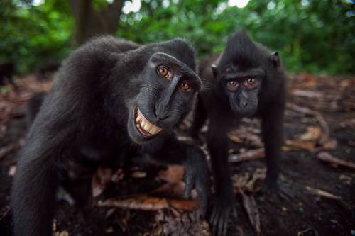 shinetroll: sixpenceee: Friendly macaques show off astonishingly human expressions Flashing their pe