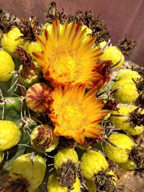 thearizonarose:Orange flowers… // Taken August 28, 2019