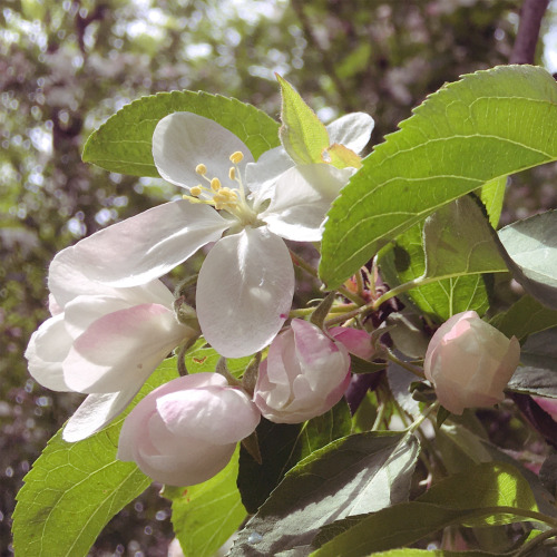 local crabapples delivering shizun vibes to honor CWN