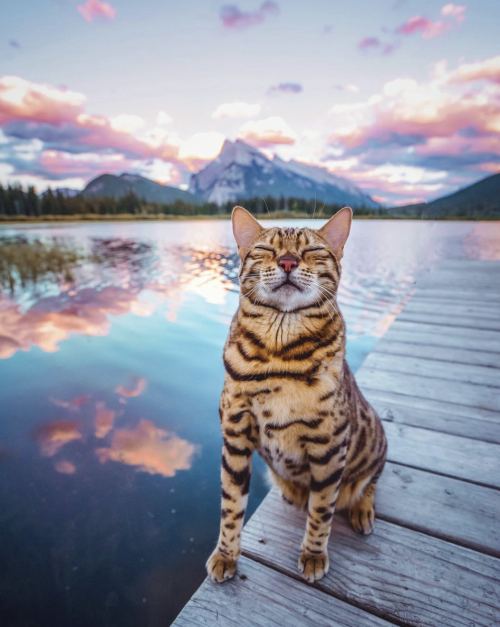 Sex animals-addiction:Meet the adventure cat “Sukiicat” pictures