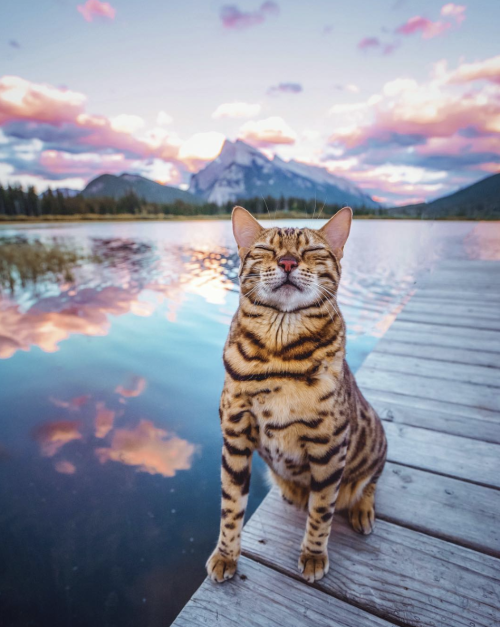 animals-addiction: Meet the adventure cat “Sukiicat”