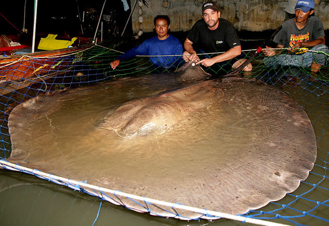 rhamphotheca:  The &frac12; Ton Giant Freshwater Stingray With a 15-Inch Poison