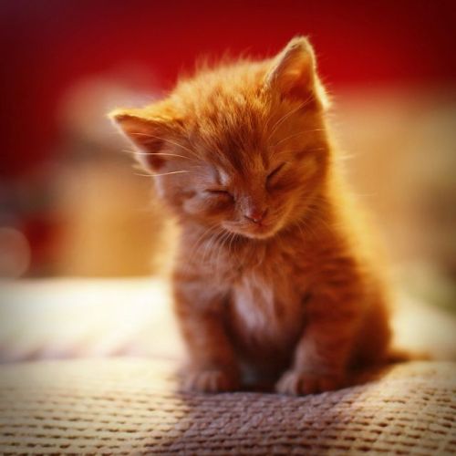 its-mademoiselle-love:So tired…