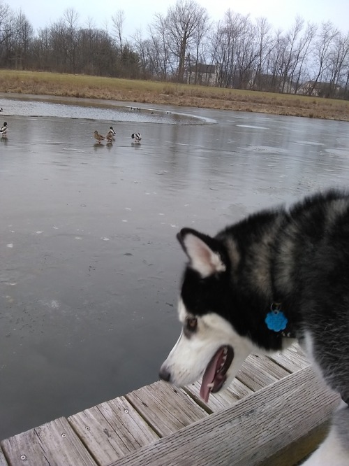 Harvey realllly wanted to say hello to the ducks.
