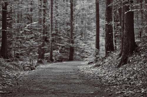 The Forest on Flickr.