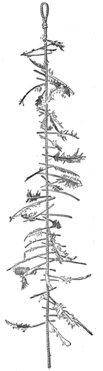 Witches Ladders