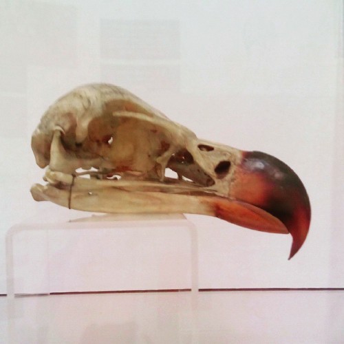 #dodo #skull at the #death #exhibition, #narodnimuzeum #praha #prague