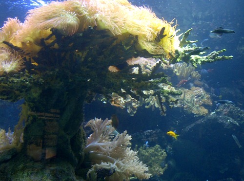 The Aquarium of Genoa (in Italian: Acquario di Genova) is the largest aquarium in Italy and the seco