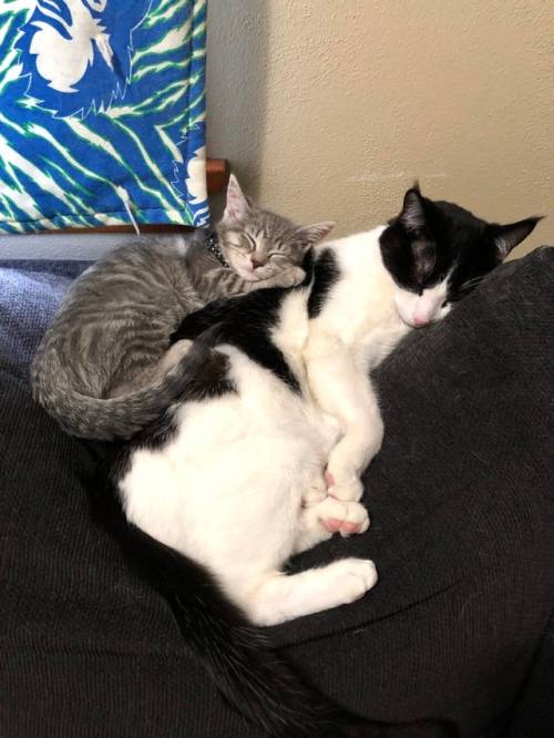 everythingfox:“My cat had anxiety issues, so we adopted a little sister for him.”(Source)