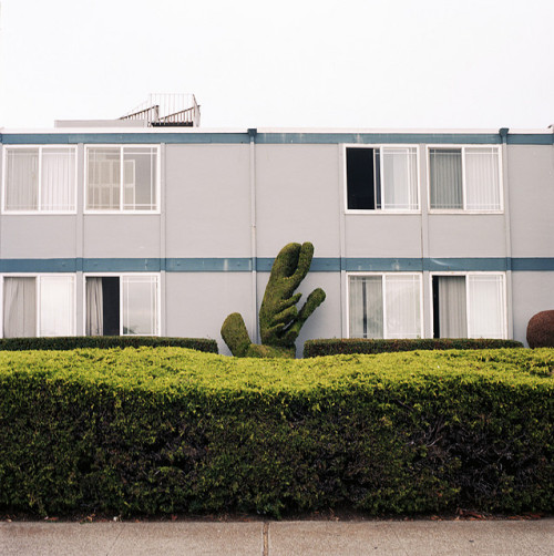 fatalwetdream:  Hedge by jessica.caisse on Flickr.
