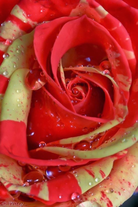flowersgardenlove:  Candy Rose Beautiful 