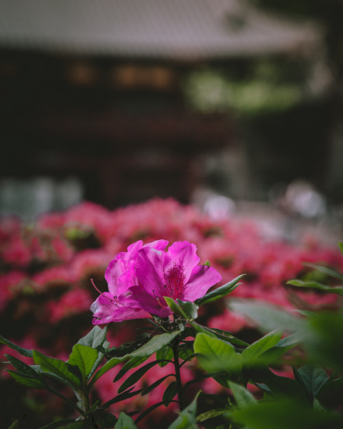 Bunkyo Azalea Festival, held at Nezu ShrineFrom mid-April until the early May, you can enjoy over 3,