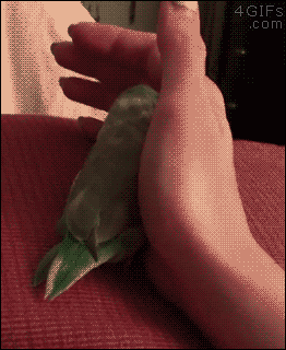 4gifs:  Parrotlet likes human contact. [video]
