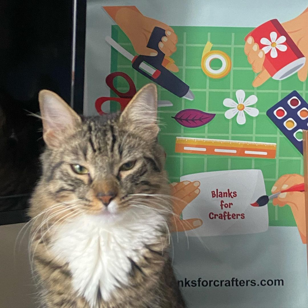 This is @mateo_theking_, the “Official Pet” of Blanks for Crafters… 😻😻😻 #DIY #crafts #blanks
#crafter
#handembroidery
#handembroiderysupplies
#diycrafts #quilting
#craftsupplies
#quiltingsupplies
#tailors
#tailoring
#craftsbusiness
#embroidery...