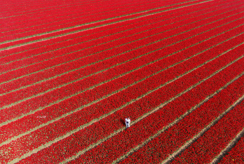 Netherlands, Tulips