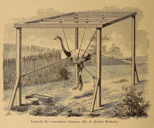 smithsonianlibraries: Dr. Emil Holub’s method for suspending wounded ostriches, illustrated in his 1