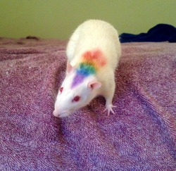 lavender-lipstick:Punk rat! 🐭🍭😍 (Done with non-toxic washable markers of course)