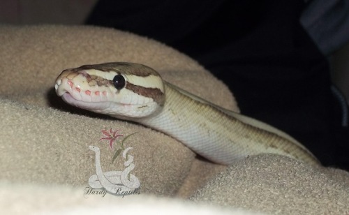 XXX i-m-snek: Rhea. You are ridiculously cute. photo