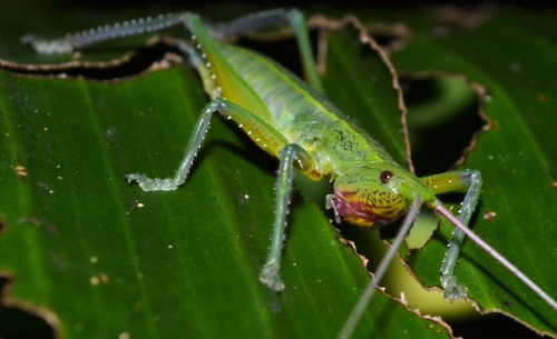 Yellow Striped Bush Cricket (Tettigoniidae sp.), insitu at Mitsinjo (Analamazoatra) Forest Station, 