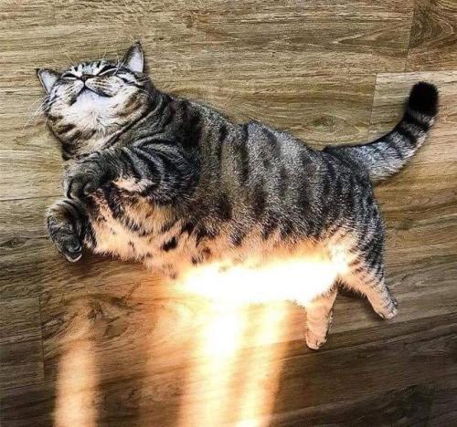 catscatscatss: Sun Cat (Source)