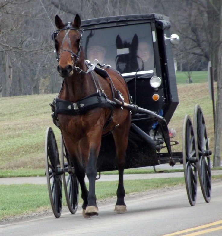 treehugger52:  Holmes County, Ohio 