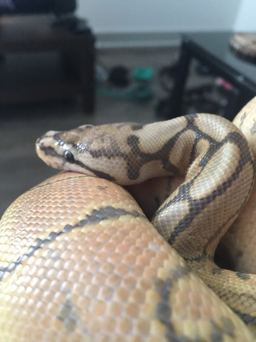 andthenwhy: garrus being all handsome post-shed! I love the white-yellow on his spine. also, he real