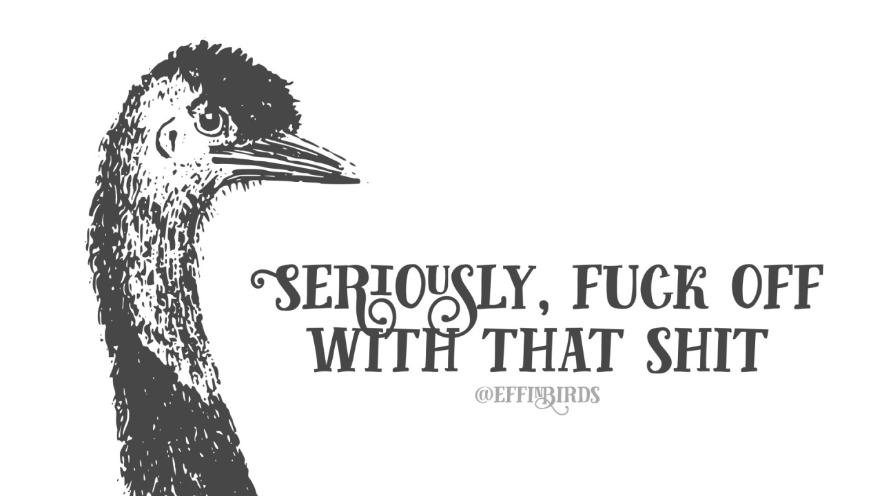 Today's Effin’ Bird : r/effinbirds