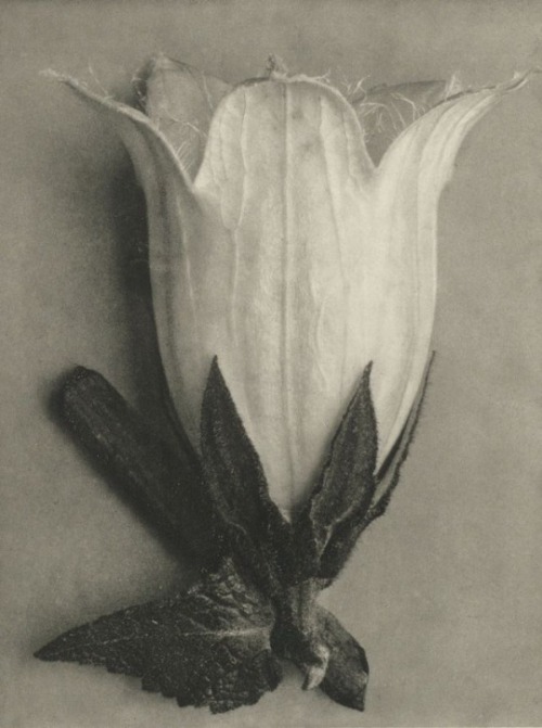 fragrantblossoms:Karl Blossfeldt, Plant Study, 1928.