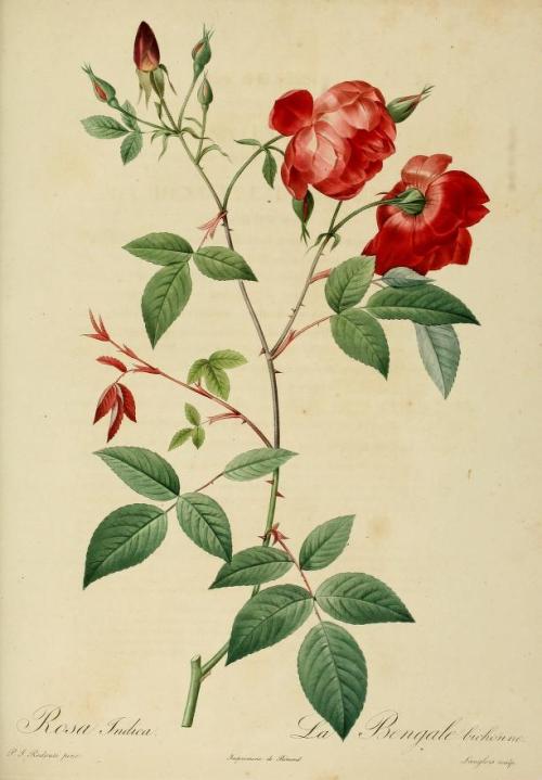 heaveninawildflower:  Rosa Indica by P. J. Redoute  (1821). Plate from ‘La Roses.’ Sutro Library. http://archive.org/stream/lesroses1821pjre#page/n7/mode/2up 