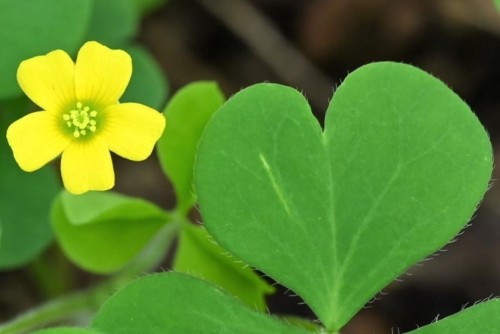 wildflowers