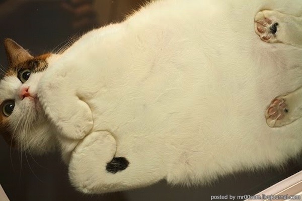 lazulisong:  always reblog cats on glass tables 